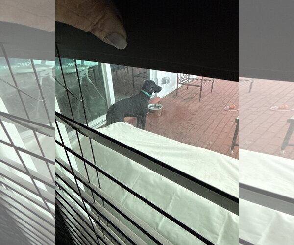 Medium Photo #2 Labmaraner Puppy For Sale in Miami, FL, USA