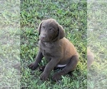Small Photo #13 Chesapeake Bay Retriever Puppy For Sale in BOAZ, AL, USA
