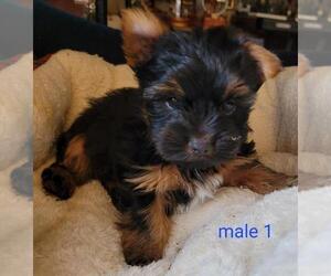 Yorkshire Terrier Puppy for Sale in CONKLIN, New York USA