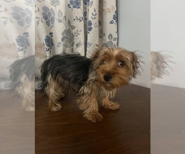 Medium Photo #18 Yorkshire Terrier Puppy For Sale in DURHAM, CT, USA