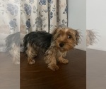 Small Photo #18 Yorkshire Terrier Puppy For Sale in DURHAM, CT, USA