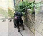 Image preview for Ad Listing. Nickname: Sweet Juliette