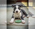 Small #1 Labrador Retriever Mix