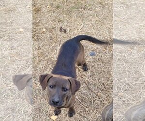 Plott Hound-Unknown Mix Dogs for adoption in Rutledge, TN, USA