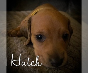 Dachshund Puppy for Sale in BATTLE CREEK, Michigan USA