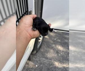 Chihuahua Dogs for adoption in Houston, TX, USA