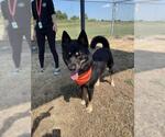 Small #1 German Shepherd Dog Mix