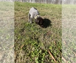 Small Photo #23 German Shorthaired Pointer Puppy For Sale in ELIZABETH CITY, NC, USA