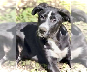 Borador Dogs for adoption in Crandall, GA, USA