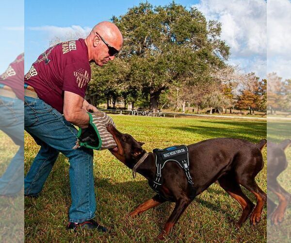 Medium Photo #54 Doberman Pinscher Puppy For Sale in FORT LAUDERDALE, FL, USA
