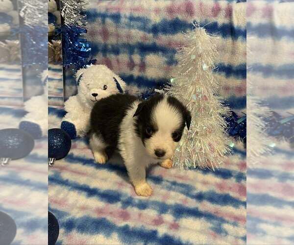 Medium Photo #1 Miniature American Shepherd Puppy For Sale in GARYSBURG, NC, USA