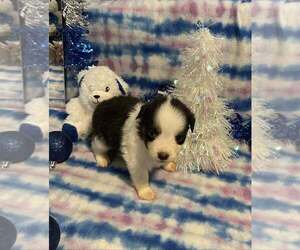 Miniature American Shepherd Puppy for sale in GARYSBURG, NC, USA