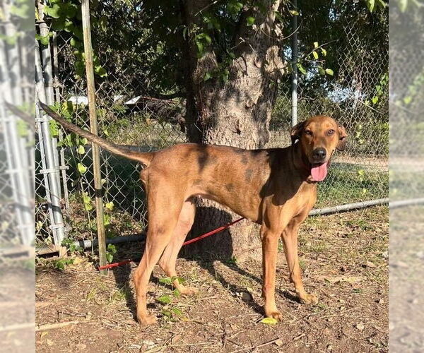 Medium Photo #1 Great Dane-Rhodesian Ridgeback Mix Puppy For Sale in Bullard, TX, USA