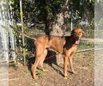 Small Great Dane-Rhodesian Ridgeback Mix