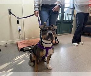 Mutt Dogs for adoption in Pasadena, CA, USA