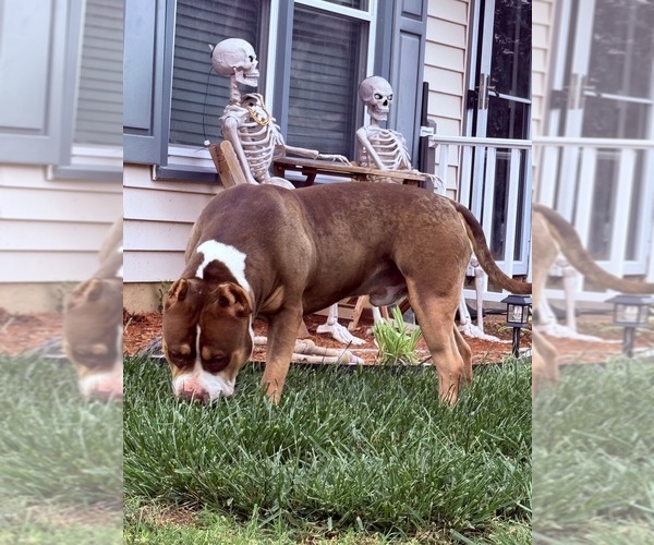 Medium Photo #1 American Bully Puppy For Sale in NEWPORT NEWS, VA, USA