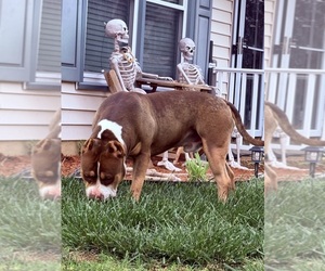 Father of the American Bully puppies born on 05/18/2026