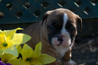 Beabull Puppy for sale in LEETONIA, OH, USA
