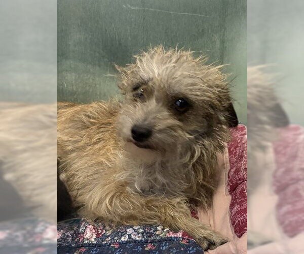 Medium Photo #2 Mutt Puppy For Sale in Redlands, CA, USA