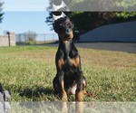 Puppy River AKC Doberman Pinscher