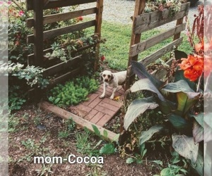 Mother of the Poodle (Miniature)-Siberian Husky Mix puppies born on 07/22/2023
