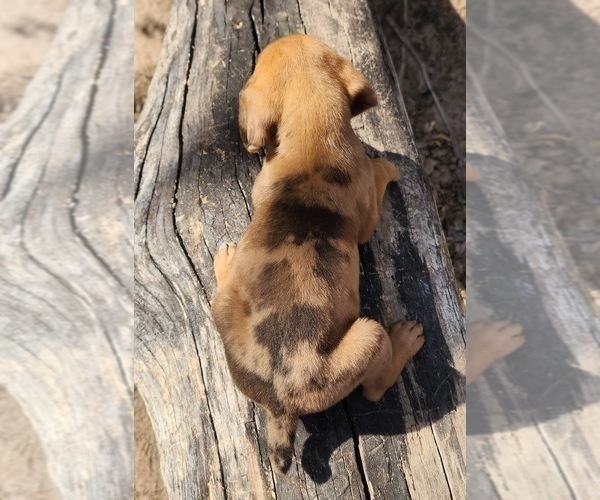 Medium Photo #7 Catahoula Leopard Dog Puppy For Sale in CUMBY, TX, USA