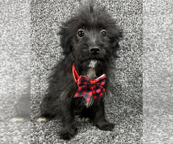 Medium Photo #2 Chihuahua-Unknown Mix Puppy For Sale in Grafton, WI, USA