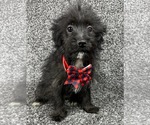 Small #1 Chihuahua Mix