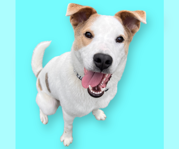 Medium Photo #1 Jack Russell Terrier-Unknown Mix Puppy For Sale in Rockville, MD, USA