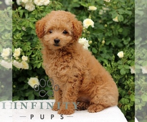 Cavapoo Puppy for sale in PARADISE, PA, USA