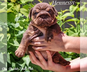 Bulldog Puppy for Sale in DUMAS, Texas USA