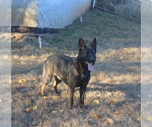 Mother of the German Shepherd Dog puppies born on 01/25/2026