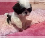 Small Photo #23 Shih Tzu Puppy For Sale in VENETA, OR, USA