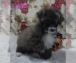 Small #1 Poodle (Toy)