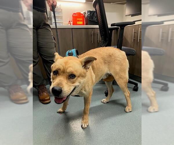 Medium Photo #1 Chow Chow-Unknown Mix Puppy For Sale in Baytown, TX, USA