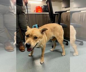 Chow Chow-Unknown Mix Dogs for adoption in Baytown, TX, USA