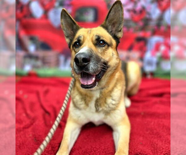 Medium Photo #4 German Shepherd Dog Puppy For Sale in Long Beach, CA, USA