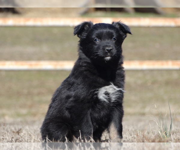 Medium Photo #5 Australian Shepherd Puppy For Sale in OZARK, AR, USA