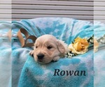 Puppy Rowan Golden Retriever