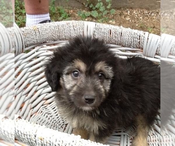 Medium Photo #1 Bordoodle Puppy For Sale in HAZLETON, IA, USA