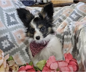 Papillon Puppy for Sale in FREWSBURG, New York USA