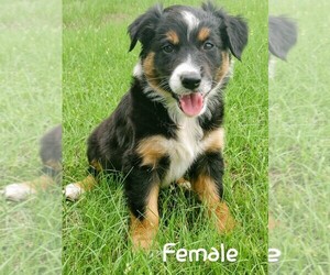 Australian Shepherd Puppy for sale in TAYLOR, TX, USA