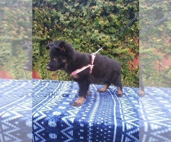 Medium Photo #2 German Shepherd Dog Puppy For Sale in N HIGHLANDS, CA, USA