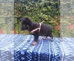 Small Photo #2 German Shepherd Dog Puppy For Sale in N HIGHLANDS, CA, USA