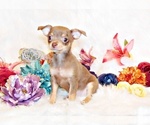 Small Photo #1 Chihuahua Puppy For Sale in CHARLESTON, AR, USA