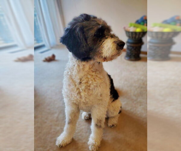 Medium Photo #3 Akitapoo Puppy For Sale in Rootstown, OH, USA