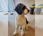 Small Photo #3 Akitapoo Puppy For Sale in Rootstown, OH, USA