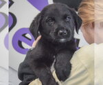 Small #4 Golden Retriever Mix