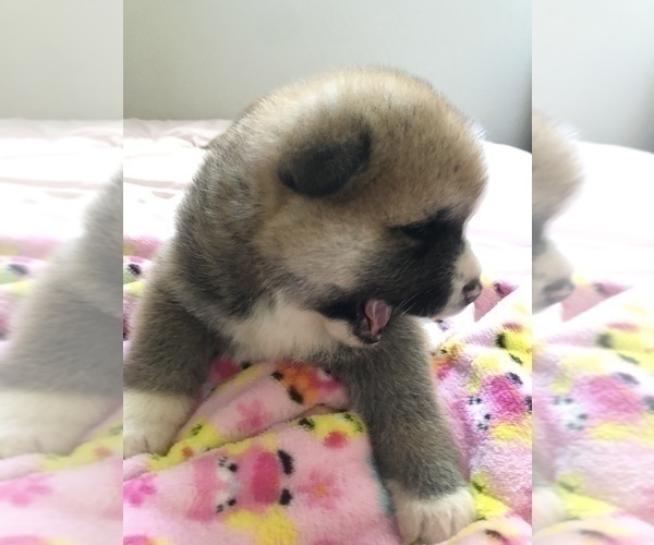 Medium Photo #6 Akita Puppy For Sale in LA QUINTA, CA, USA