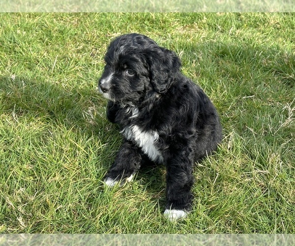 Medium Photo #23 Aussiedoodle Puppy For Sale in BREMERTON, WA, USA